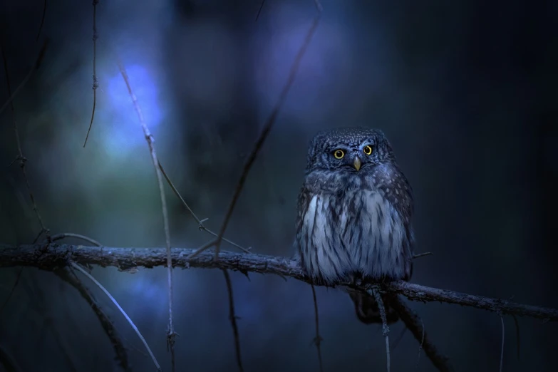 a small owl sitting on top of a tree branch, a portrait, by Ibrahim Kodra, moody blue lighting, portrait of forest gog, predawn, photo-realistic low lighting