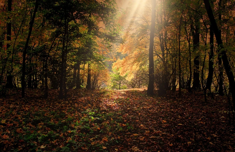 the sun shines through the trees in the woods, a photo, by Koloman Sokol, forest plains of yorkshire, autum garden, deep colours. ”