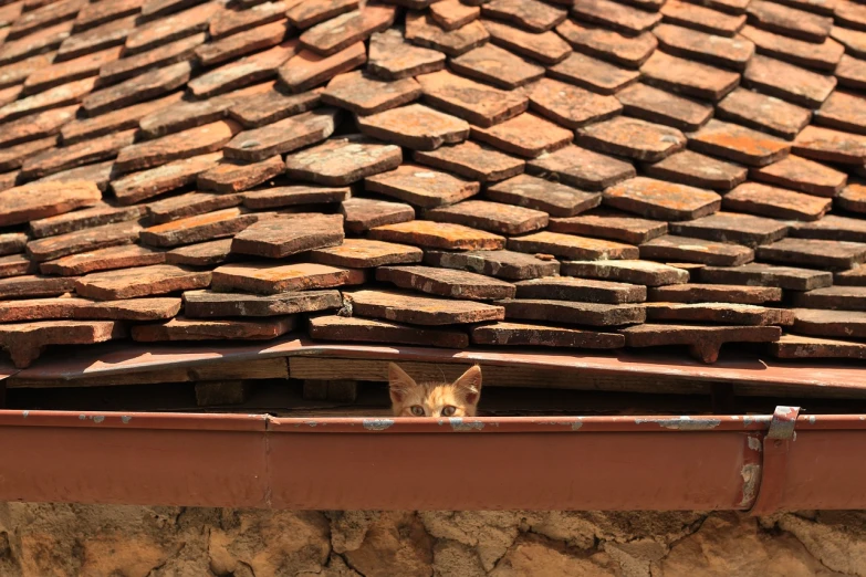 a cat sitting on top of a tiled roof, a picture, by Fernando Gerassi, shutterstock, hiding behind obstacles, transylvania, sri lanka, stained”