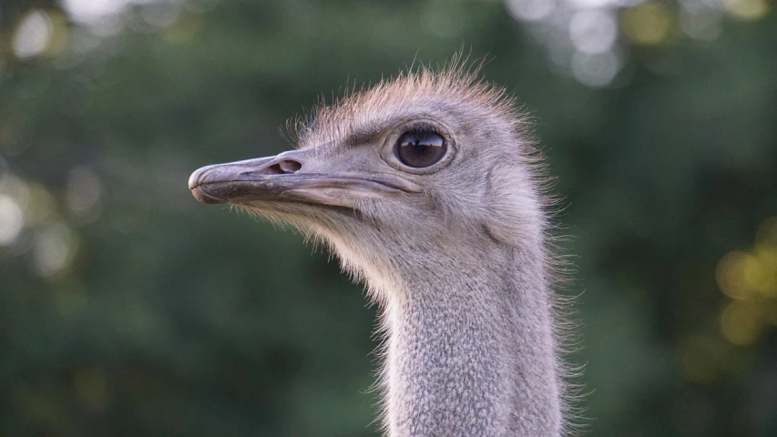 a close up of an ostrich's head with trees in the background, a portrait, flickr, molten, smooth oval head, jakob eirich, crane