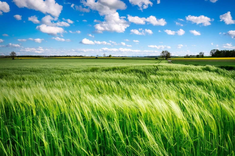 a field of green grass under a blue sky, inspired by Phil Koch, shutterstock, on the vast wheat fields, swedish countryside, when the wind is slow, fields in foreground