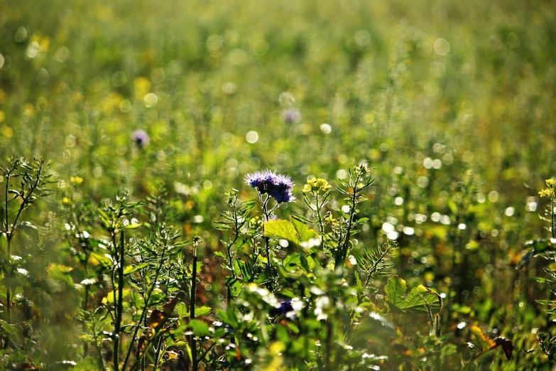 a close up of a flower in a field of grass, a photo, thistles, background blur bokeh!!, viewed from very far away, sun dappled