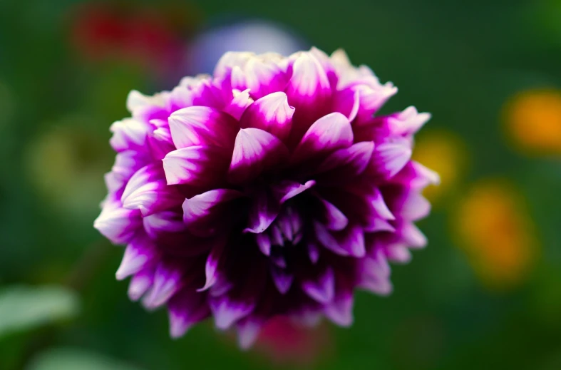 a close up of a purple and white flower, by Jan Rustem, dahlias, colorful high contrast hd, no blur dof bokeh, beautiful flower