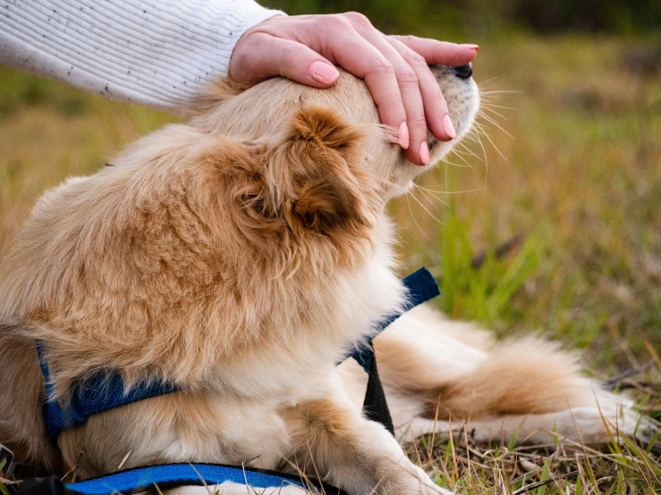 a close up of a person petting a dog, a stock photo, by Julia Pishtar, shutterstock, sitting in a field, trecking, praying, tail raised