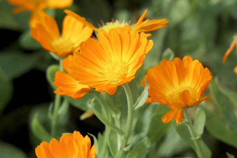 a close up of a bunch of orange flowers, edible flowers, zoomed in, herbs, beautiful flower