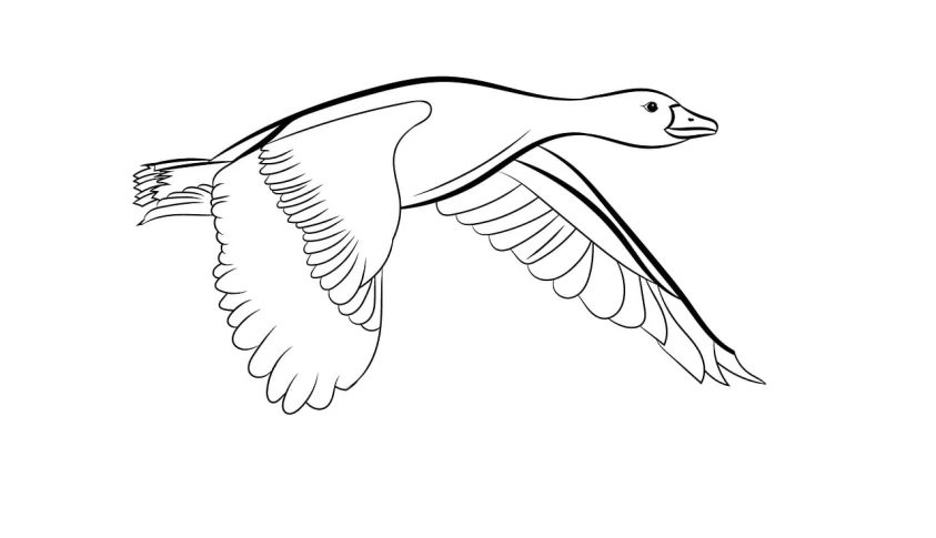 a black and white drawing of a bird in flight, lineart, pixabay, canada goose, 2d game lineart behance hd, mallard (anas platyrhynchos), no gradients