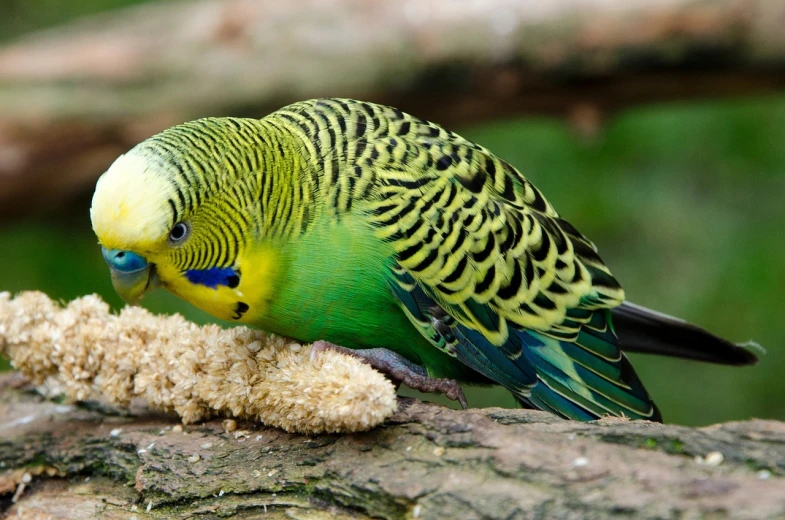 a green and yellow parakeet eating a piece of bread, by Robert Brackman, flickr, hurufiyya, istock, sand, an intricate, a wooden