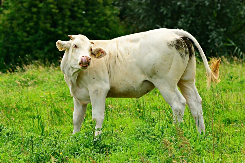 a white cow standing on top of a lush green field, a picture, shutterstock, renaissance, <pointé pose>;open mouth, candid portrait photo, covered in organic flesh meat, stockphoto