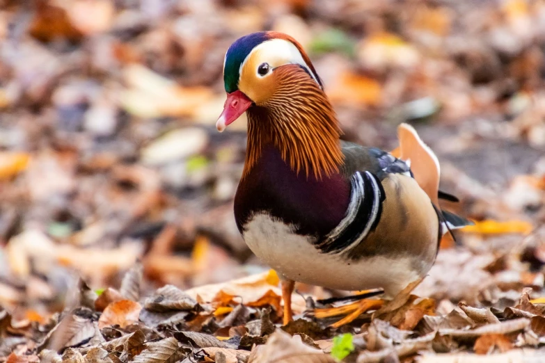 a colorful bird standing on top of a pile of leaves, a portrait, inspired by Jacob Duck, shutterstock, baroque, outdoor photo, donald duck, enjoying a stroll in the forest, elegant face