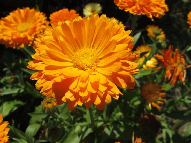 a close up of a bunch of orange flowers, ari aster, sun dappled, “ golden chalice, striking pose