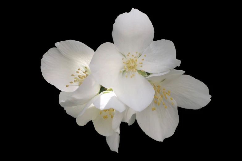 a close up of some white flowers on a black background, a raytraced image, by David Simpson, flickr, photorealism, apple blossoms, background natural flower, -h 1024, jasmine