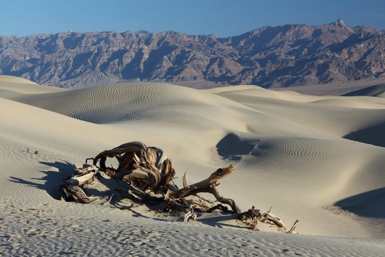 a dead tree in the middle of a desert, by Jeffrey Smith, flickr, land art, dunes in the background, sandworm, ca, mountain