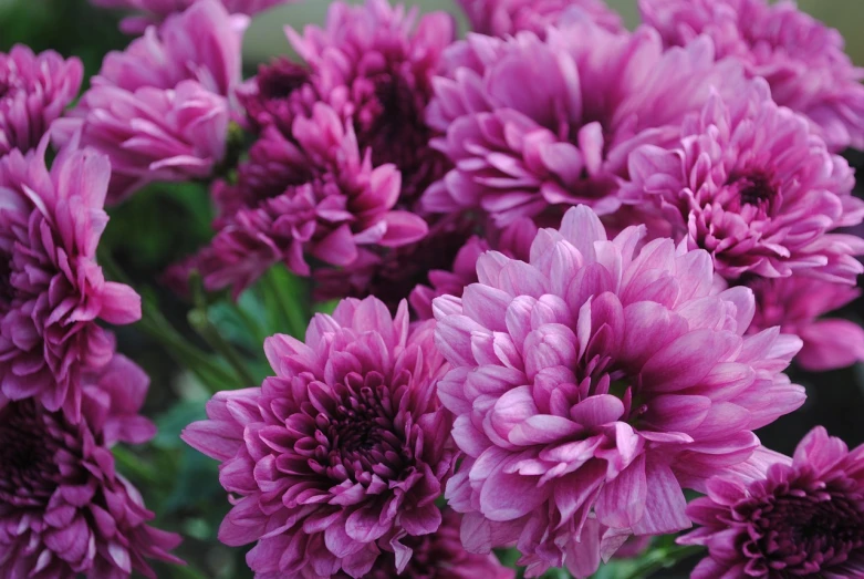 a close up of a bunch of purple flowers, baroque, chrysanthemum eos-1d, closeup - view, fall, best selling