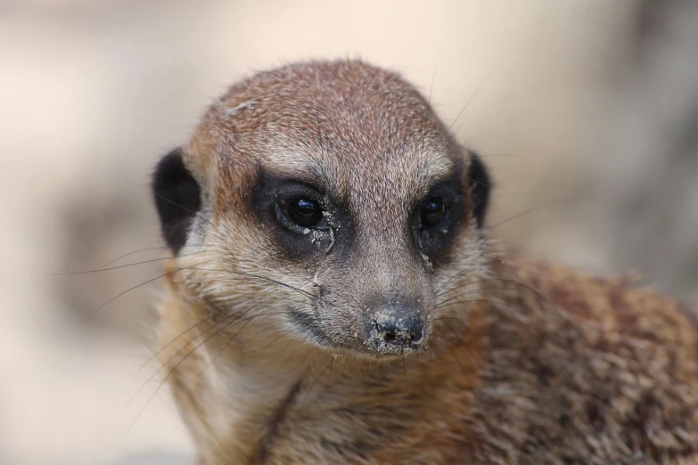 a close up of a small animal looking at the camera, rasquache, very sharp photo