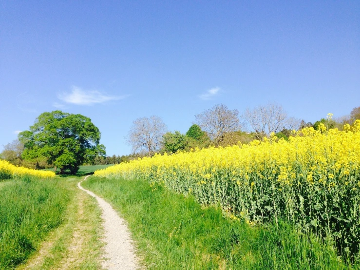 a dirt road running through a field of yellow flowers, a picture, by Karl Völker, sunny mid day, spring vibes, some yellow green and blue, narrow footpath