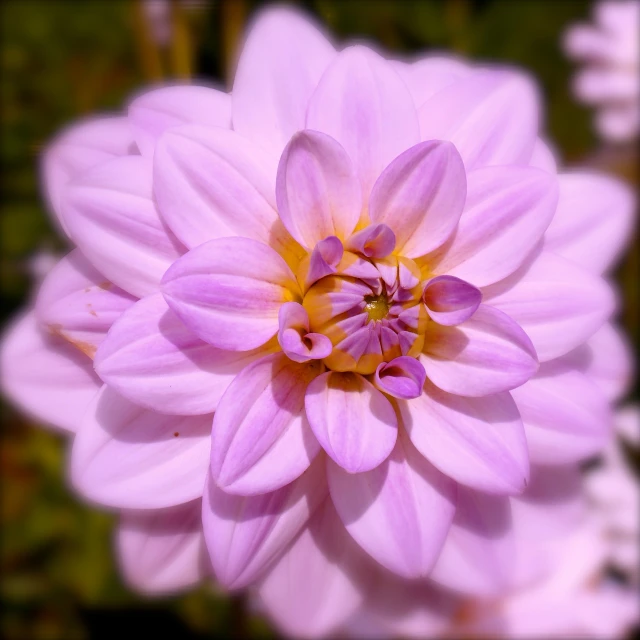 a close up of a flower with a blurry background, by John Gibson, flickr, precisionism, light pink tonalities, giant purple dahlia flower head, iphone capture, porcelain skin ”