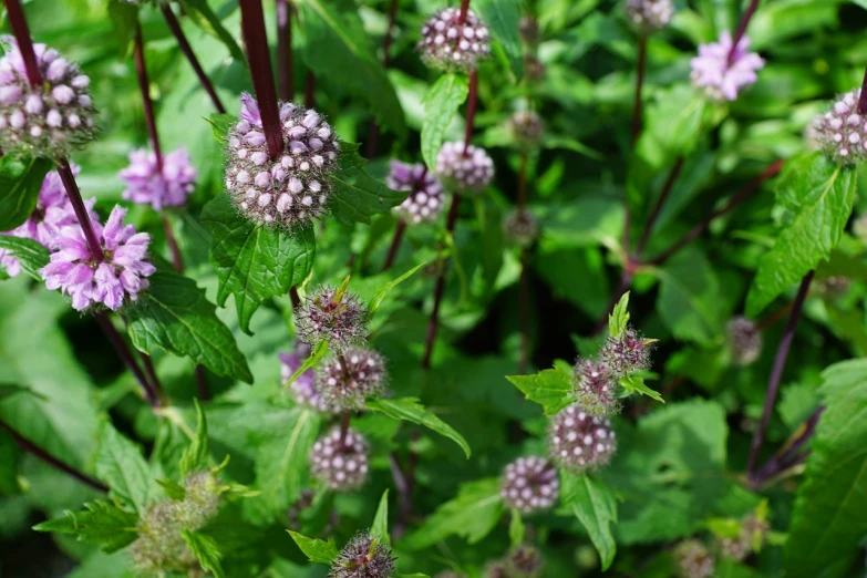 a close up of a plant with purple flowers, by Alison Watt, peppermint motif, bumps, mint, antithesis