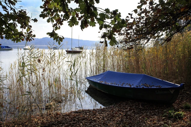 a blue boat sitting on top of a lake next to tall grass, a picture, by Otto Abt, autumn tranquility, with water and boats, quintessa, shore of the lake