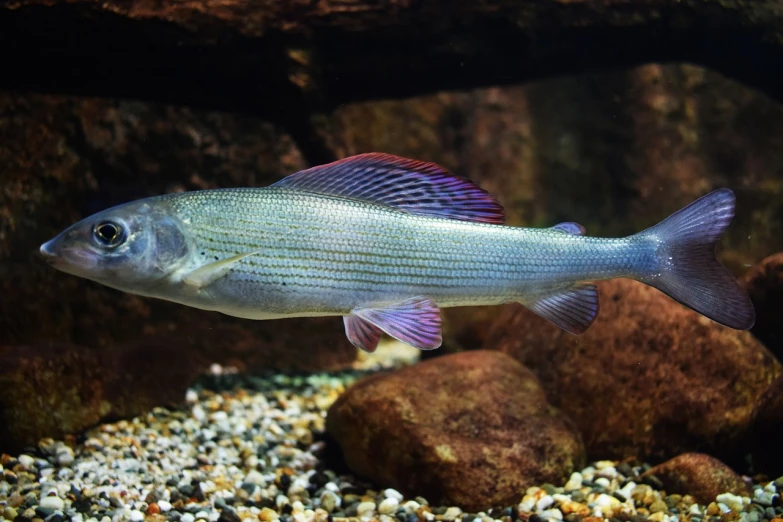 a fish that is swimming in some water, a picture, by Dietmar Damerau, trending on pixabay, bauhaus, purple mullet, greenish tinge, detailed background, aquarium