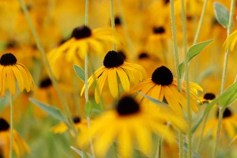 a field of yellow flowers with black centers, by David Garner, flowers with very long petals, shallow depth of focus, plant photography, green and yellow colors