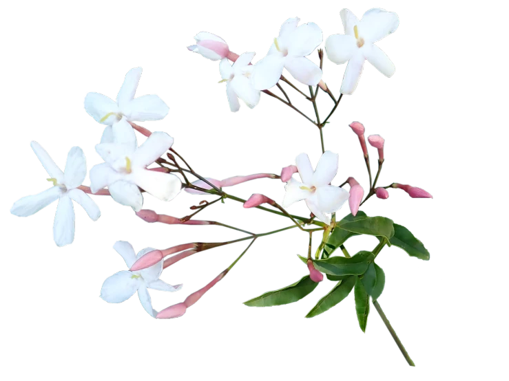 a group of white flowers against a black background, by Thomas Baines, flickr, hurufiyya, pink white turquoise, lobelia, india, -h 1024