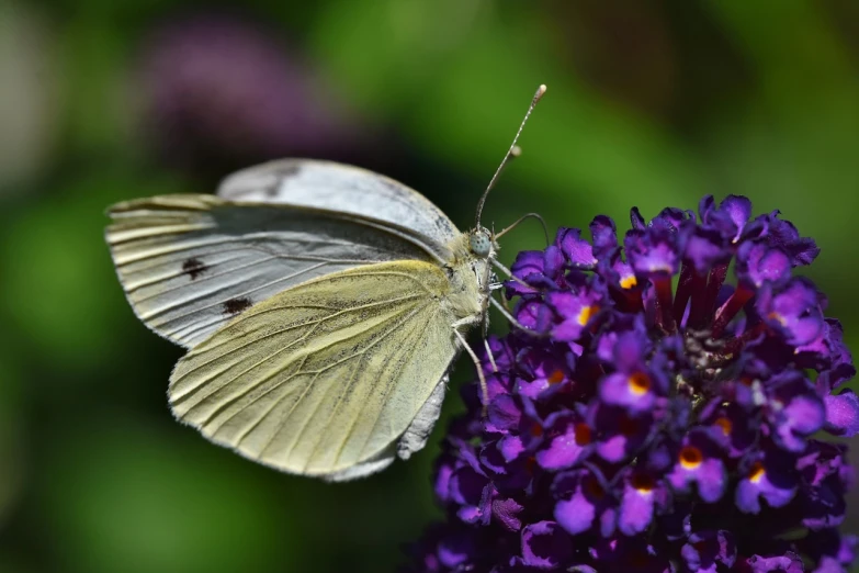 a close up of a butterfly on a flower, a macro photograph, shutterstock, romanticism, albino, very sharp and detailed photo, some purple, very sharp photo