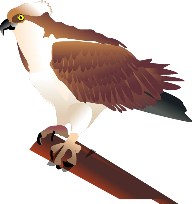 a close up of a bird of prey on a branch, an illustration of, shutterstock, sōsaku hanga, high angle close up shot, cartoonish vector style, wooden, high detail illustration