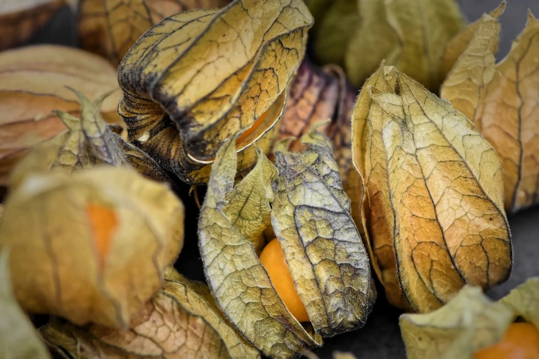 a bunch of fruit sitting on top of a table, a macro photograph, digital art, dried leaves, she is a gourd, close-up shot taken from behind, in salvia divinorum