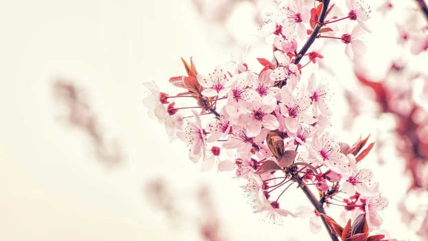 a close up of a bunch of flowers on a tree, trending on pixabay, romanticism, sakura kinomoto, on a pale background, 🚿🗝📝