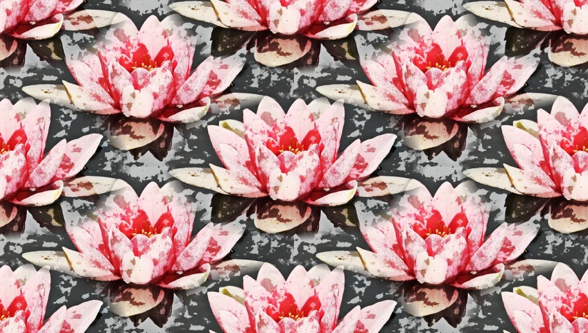 a close up of a pink flower on a black background, a digital rendering, inspired by Stanley Spencer, shutterstock, alpine pond with water lilies, vintage - w 1 0 2 4, graffiti background, on a gray background