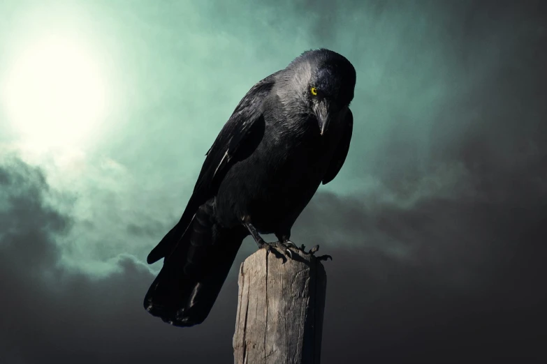 a black bird sitting on top of a wooden post, shutterstock, gothic art, with a dramatic looking, falvie, looking the camera, gracked