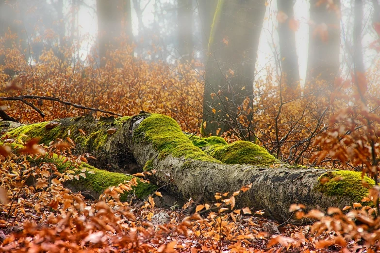 a fallen tree in the middle of a forest, by Thomas Häfner, pixabay contest winner, romanticism, autumn bokeh, crawling along a bed of moss, today\'s featured photograph 4k, golden glow