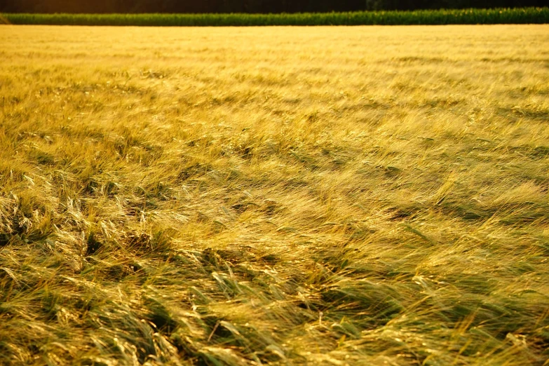 a field of wheat blowing in the wind, by Thomas Häfner, yellow fur, humid evening, farmland, grain”