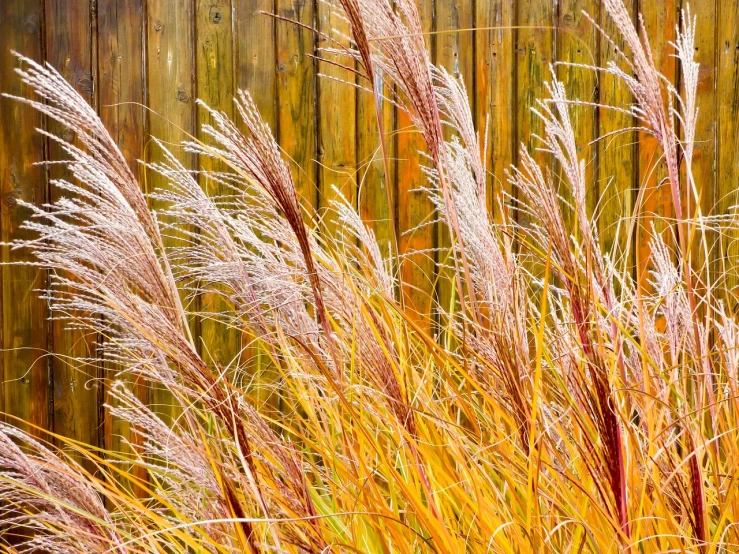 a bunch of tall grass next to a wooden fence, by David Garner, shutterstock, fine art, vibrant autumn colors, golden feathers, zen natural background, closeup photo