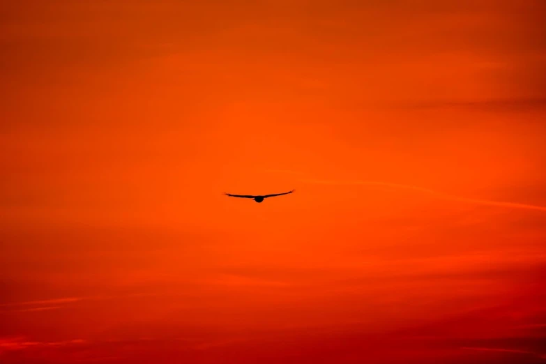 a bird flying in the sky at sunset, by Hans Schwarz, flickr, minimalism, red wings, owl, gliding, break of dawn on venus