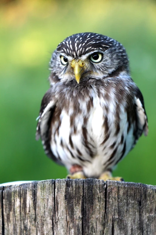 a small owl sitting on top of a wooden post, a portrait, by Dave Allsop, shutterstock, a silver haired mad, puffy, spotted ultra realistic, very sharp photo