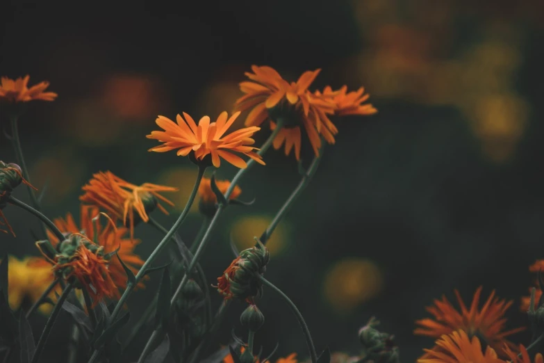 a bunch of orange flowers sitting on top of a lush green field, by Andrée Ruellan, unsplash contest winner, digital art, dark grey and orange colours, moody dim lighting, chrysanthemum, somber colors