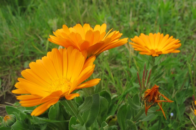 a couple of orange flowers sitting on top of a lush green field, romanticism, beautiful flower, marigold flowers, flash photo, permaculture