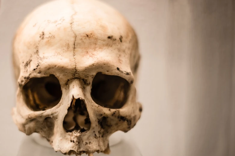 a close up of a human skull on a pedestal, a portrait, by Adriaen Hanneman, shutterstock, saint homo neanderthalis, post processed, stock photo, over-shoulder shot