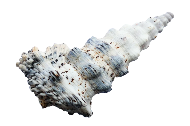 a close up of a shell on a black background, a digital rendering, shutterstock, zenobia, actual photo, apulia, macuahuitl