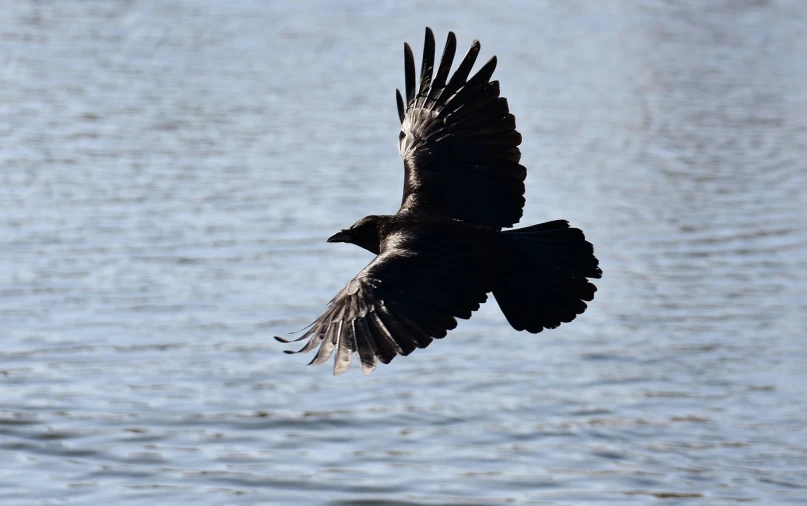 a black bird flying over a body of water, inspired by Gonzalo Endara Crow, pixabay, hurufiyya, museum quality photo, img _ 9 7 5. raw, arms extended, young adult male