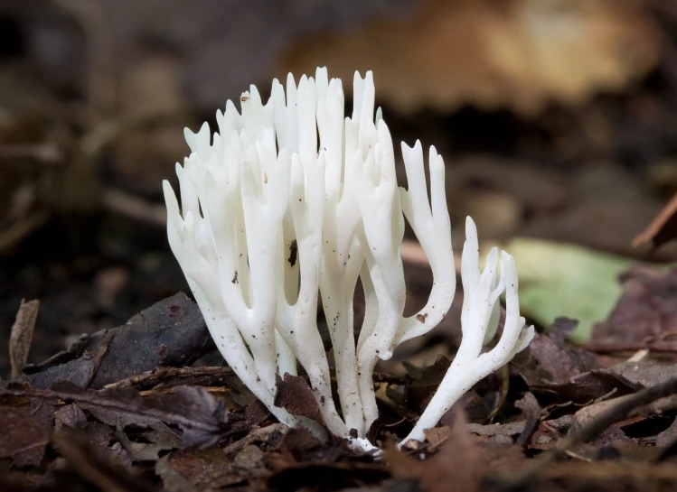 a close up of a white flower on the ground, a macro photograph, by Robert Brackman, hurufiyya, mushroom forest arch, huge spines, slime mold, tall thin