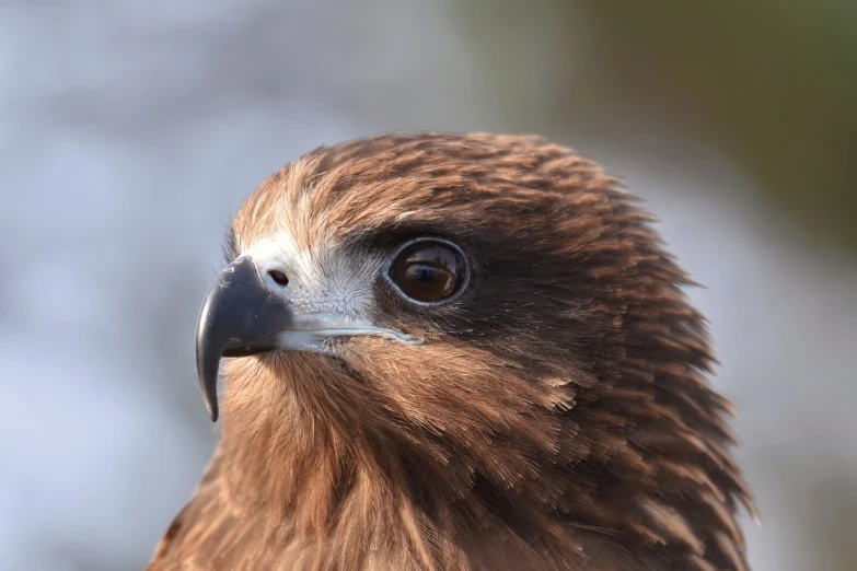 a close up of a bird of prey, a portrait, shutterstock, hurufiyya, heads of wooden of bird face, [ 4 k photorealism ], feathered hair, mid shot photo