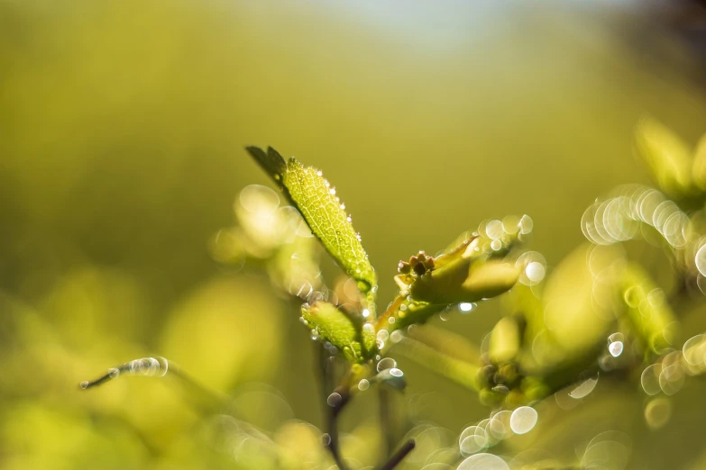 a close up of a plant with water droplets on it, a macro photograph, at sunrise in springtime, bokeh photo, newts, modern high sharpness photo