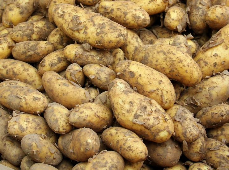 a pile of potatoes sitting on top of each other, a portrait, by John Wilson, pixabay, renaissance, detailed zoom photo, stock photo