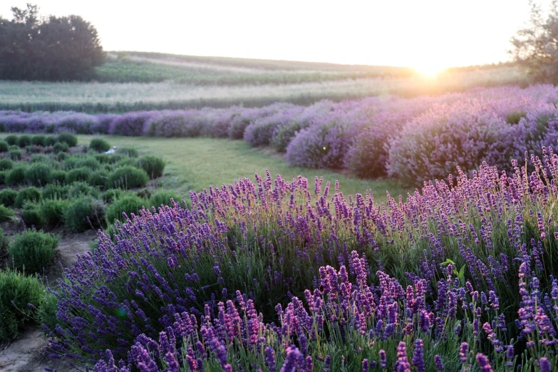 a field filled with lots of purple flowers, lavender blush, at sunrise, prairie landscaping, diana levin