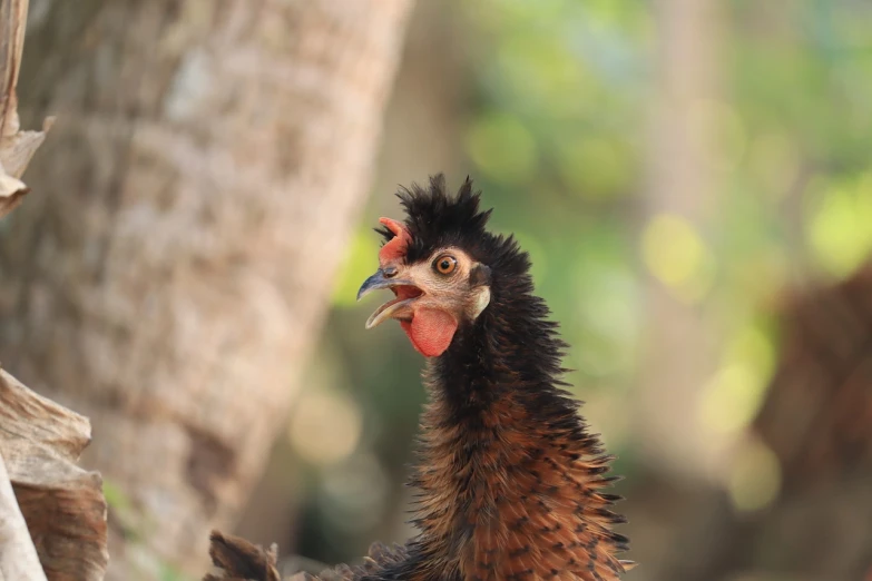 a close up of a chicken near a tree, a picture, sumatraism, expressive surprised expression, portrait mode photo