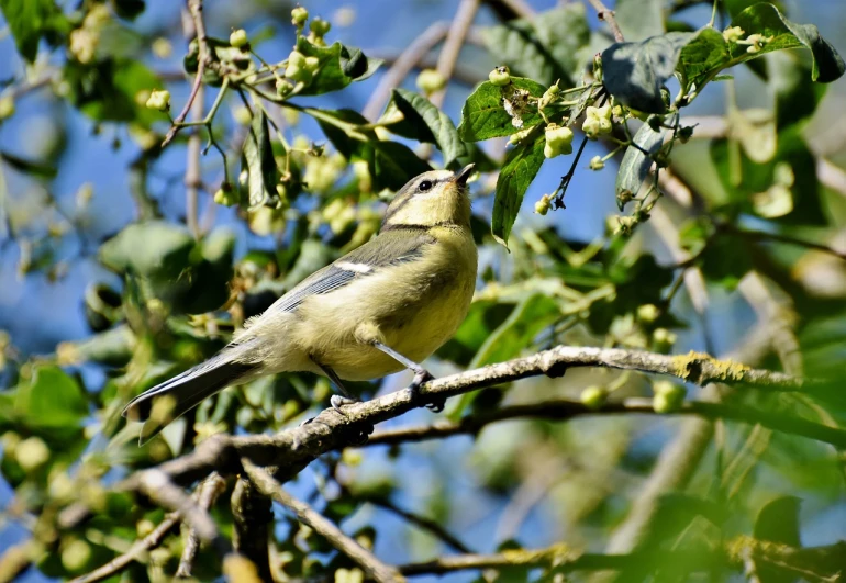 a small bird sitting on top of a tree branch, hurufiyya, lemon, reportage photo