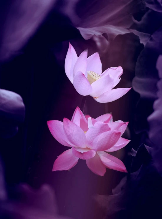 a couple of pink flowers sitting next to each other, a picture, by Leng Mei, lotus petals, dark purple background, beautiful render of tang dynasty, beatiful backgrounds