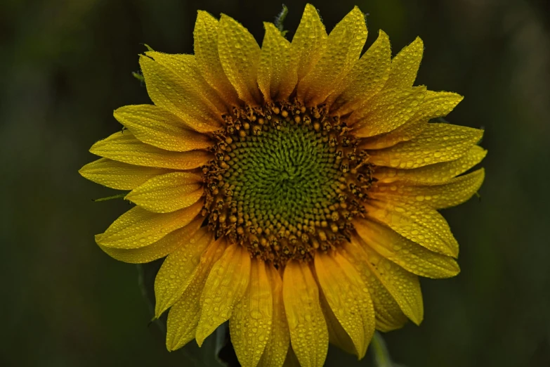 a close up of a sunflower with water droplets on it, by Linda Sutton, 3 0 0 mm, pollen, today\'s featured photograph 4k, in the rain in the early evening